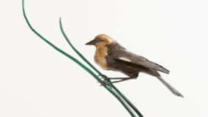 Metal bird on a branch